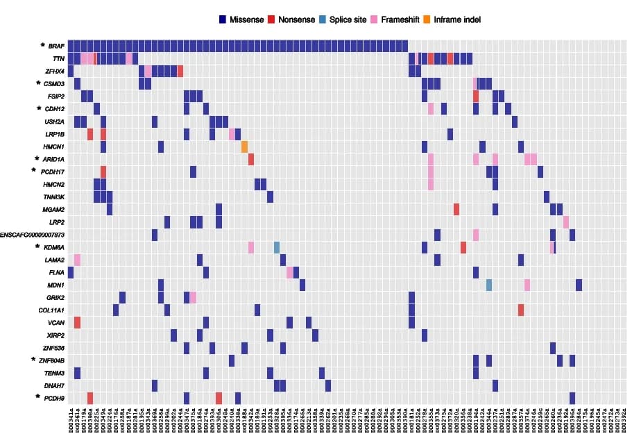 Open access visualization of Heatmap, Somatic Mutations, Genes, Canine, Urinary Bladder