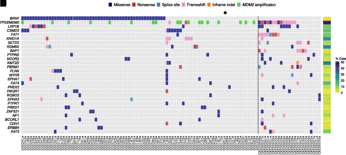 Open access visualization of Heatmap, Clustered, Somatic Mutations, COSMIC Cancer Gene Census, Canine
