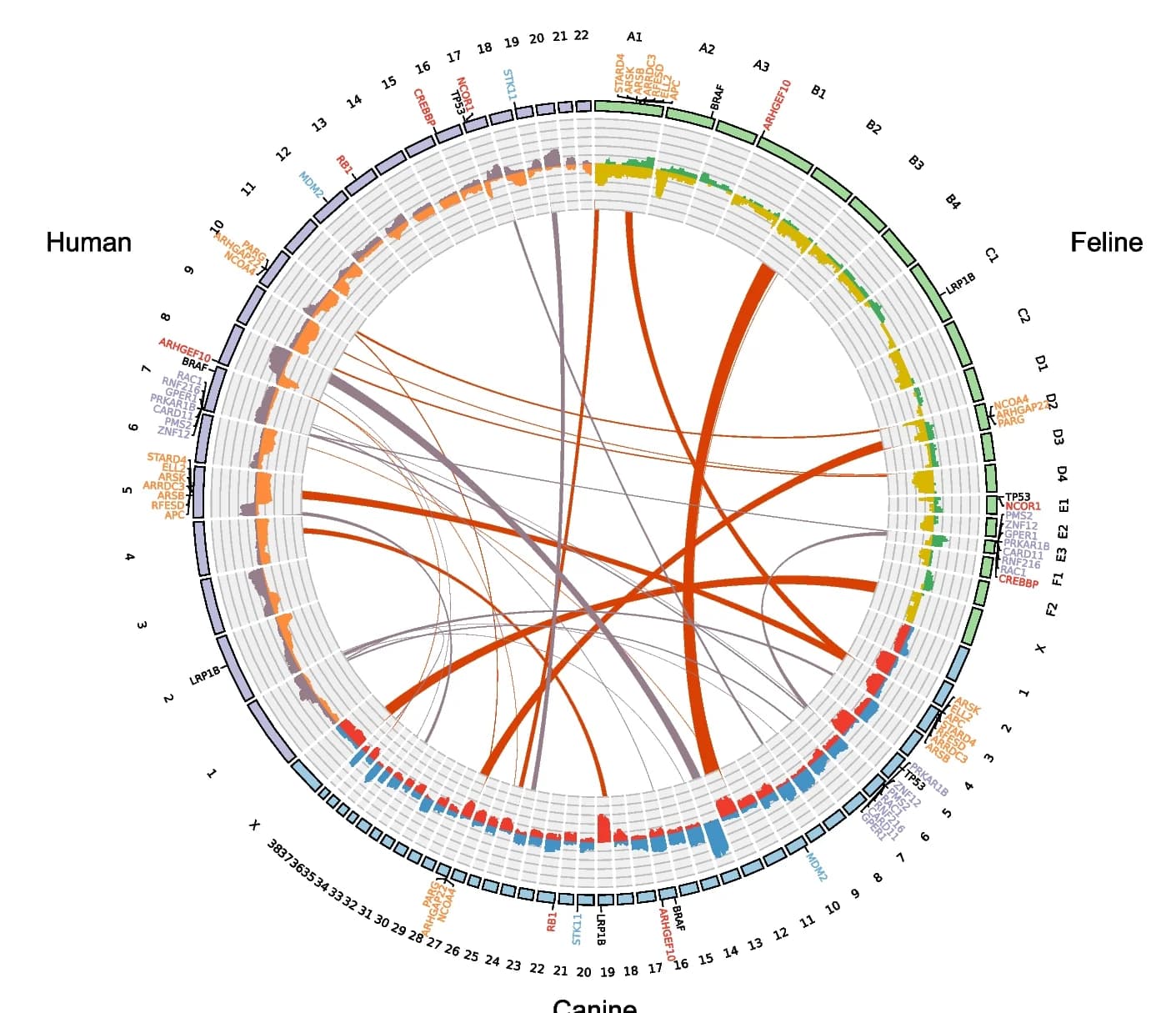 Open access visualization of Network, Chord, Genomic Regions, Somatic Copy Number Alterations, Human