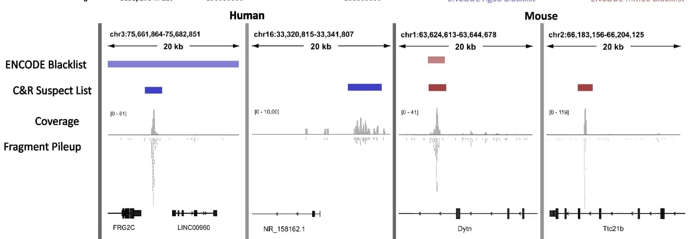 Open access visualization of Line Plot, Density Plot, Coverage, Fragment pileups, Negative controls