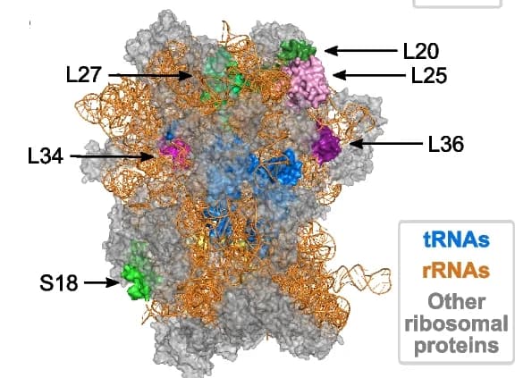 Open access visualization of Protein Structure, Ribosomal Proteins, Core Genomes