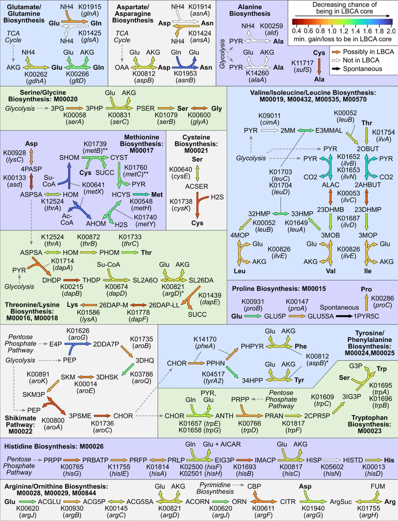 Open access visualization of Workflow, Pathway, Amino Acid Biosynthesis, LBCA Core Genome, KEGG Orthogroups