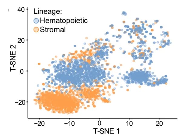 Open access visualization of Scatter Plot, UMAP, TSNE Analysis, Hematopoietic Cells, Stromal Cells