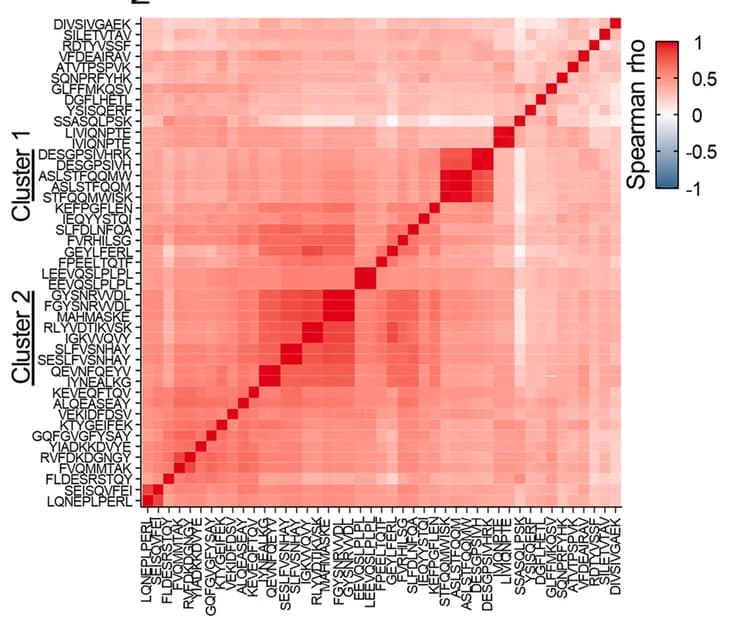 Open access visualization of Heatmap, Clustered, Co-expression, Spearman Rho, MAPs