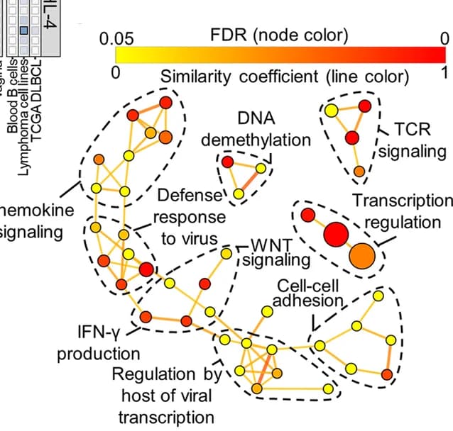 Open access visualization of Network, Pathway, Network analysis, GO term enrichment, Genes