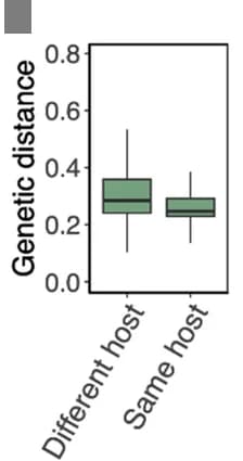 Open access visualization of Box Plot, Genetic Distances, H. pylori Strains, Host Species, Continent