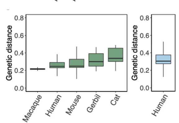 Open access visualization of Box Plot, Genetic Distances, H. pylori Strains, Human Host, Host Species