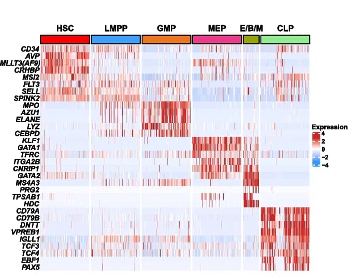 Open access visualization of Heatmap, Gene Expression, HSPC Populations