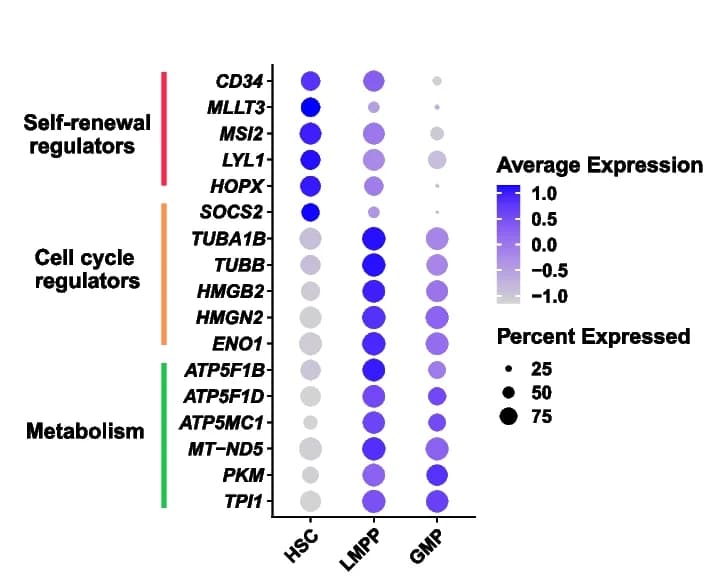 Open access visualization of Bubble Plot, Dot Plot, Gene Expression, Biological Processes, HSC