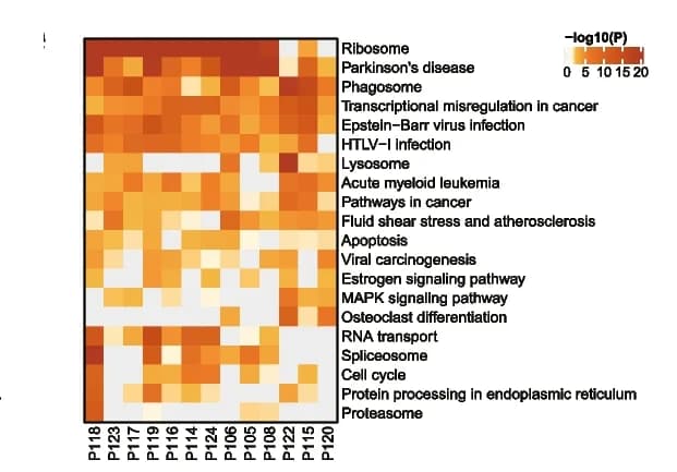 Open access visualization of Heatmap, KEGG Pathways, Leukemic Cells, AML Patients