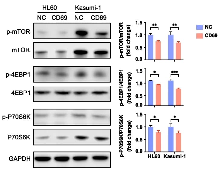 Open access visualization of Bar Plot, Error Bars, Western Blot, Protein Levels, mTOR
