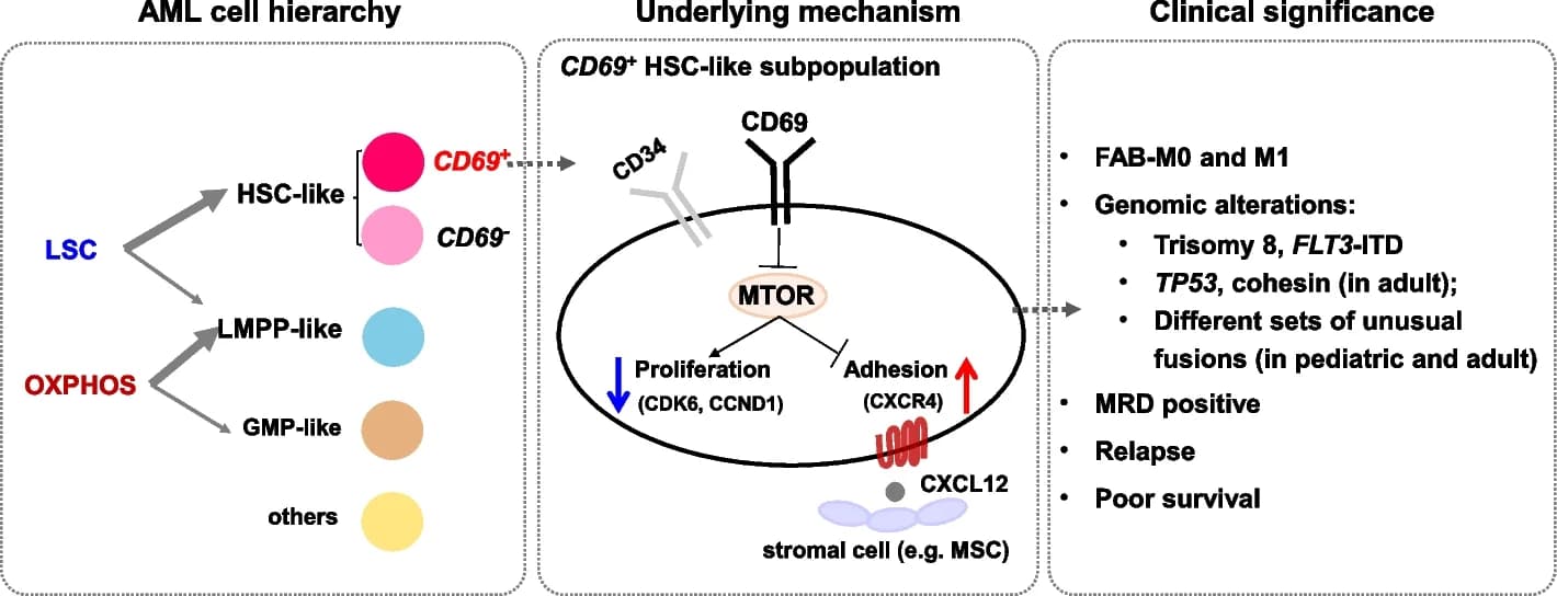 Open access visualization of Workflow, Illustration, AML, HSPC, Leukemic Cell