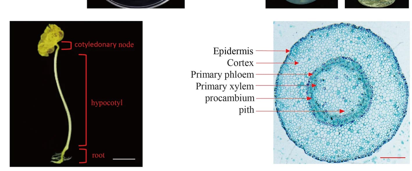 Open access visualization of Microscopy, Photo, Etiolated cotton seedling, Dark culture, Cross-section