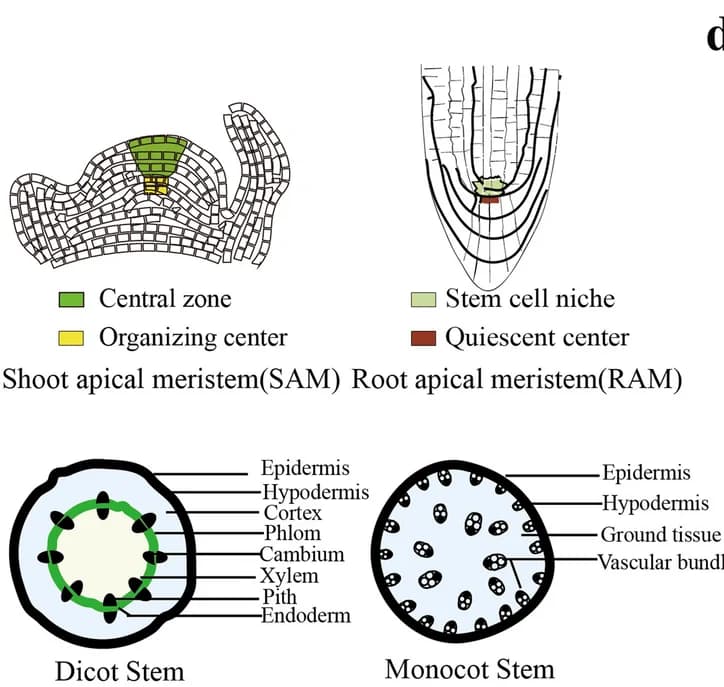 Open access visualization of Illustration, Stem cells, SAM, RAM, Cambium