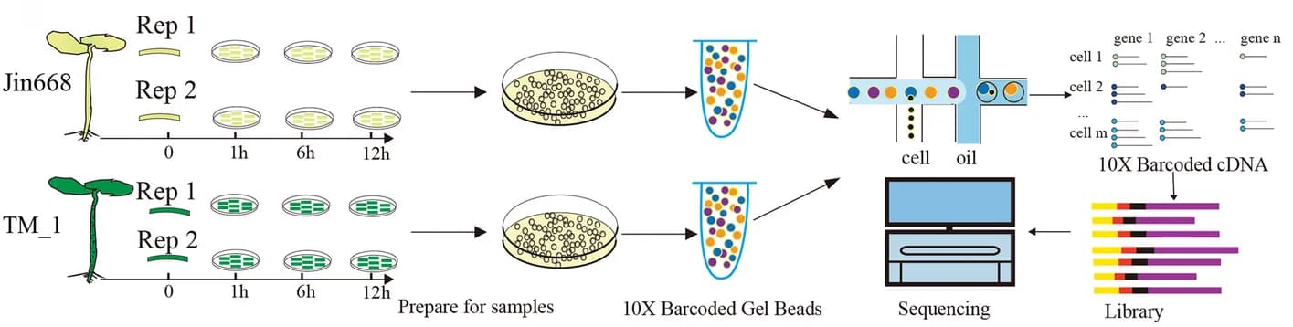 Open access visualization of Workflow, Illustration, scRNA-seq, Cotton Hypocotyl, Protoplasts