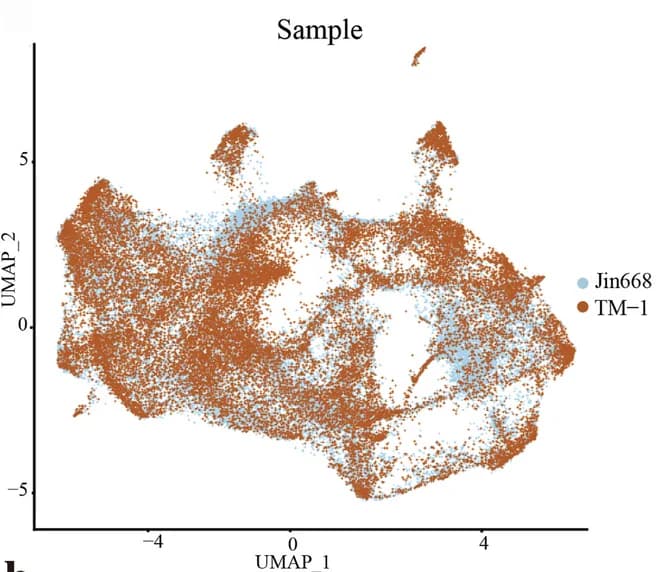 Open access visualization of UMAP, Scatter Plot, Jin668, TM-1, Cell type