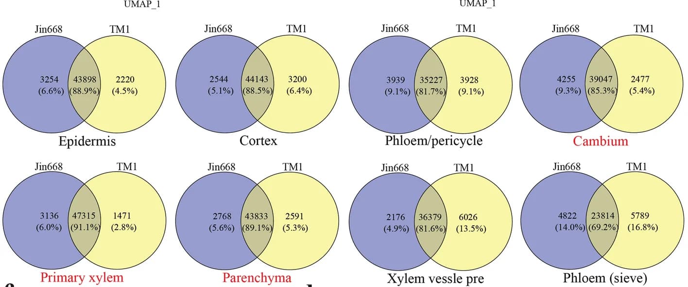 Open access visualization of Venn Diagram, Expressed genes, Cell-type cluster, Jin668, TM-1