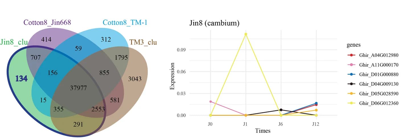 Open access visualization of Line Plot, Venn Diagram, Gene Expression, Cambium, Jin668