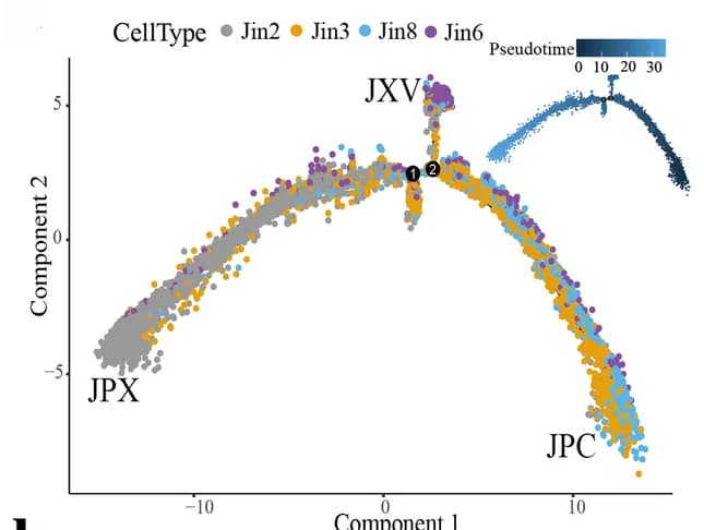 Open access visualization of Scatter Plot, UMAP, Pseudotime analysis, Primary Xylem, Xylem Vessel Precursors