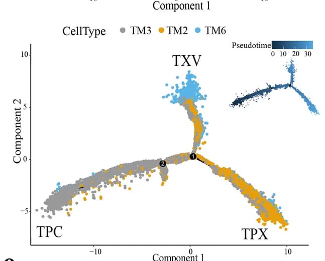 Open access visualization of Scatter Plot, UMAP, Pseudotime analysis, Primary Xylem, Xylem Vessel Precursors