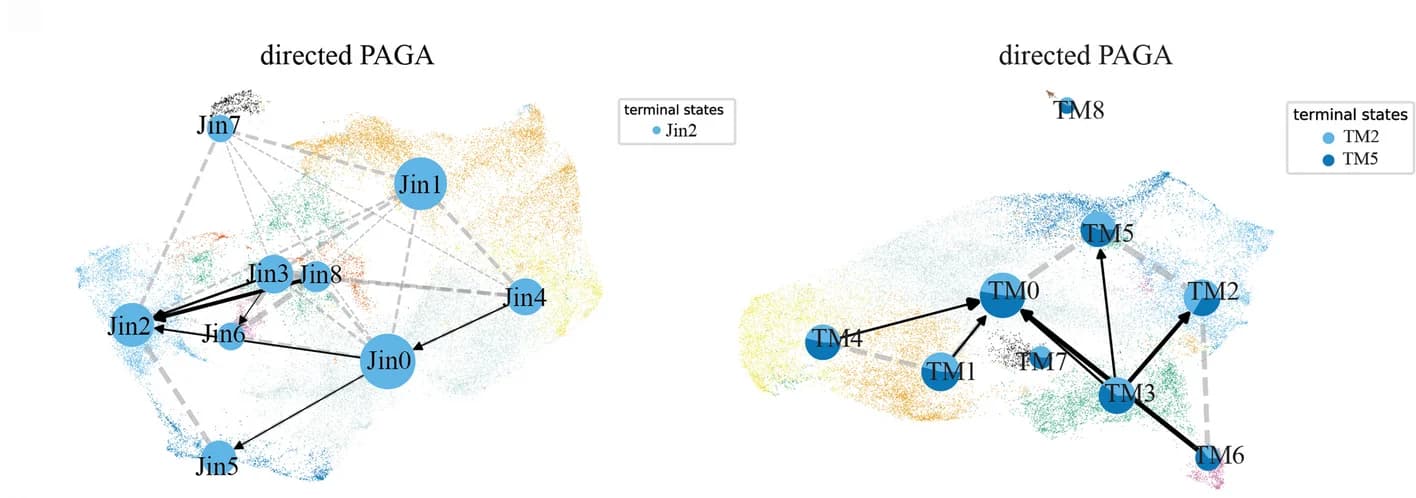 Open access visualization of Network, Pathway, Fate Map, Cell Cluster, Vascular Cells