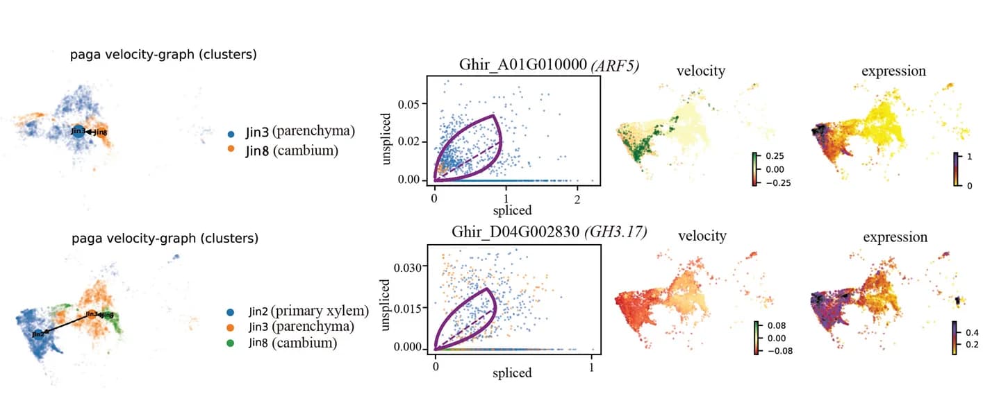 Open access visualization of Scatter Plot, UMAP, Fate Map, Gene Expression, Cell Cluster