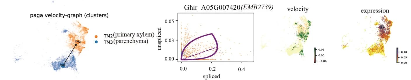 Open access visualization of Scatter Plot, UMAP, Fate Map, Gene Expression, Cell Cluster
