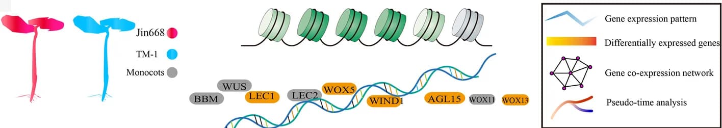 Open access visualization of Illustration, Workflow, Network, Chromatin-modifying proteins, Transcription Factors