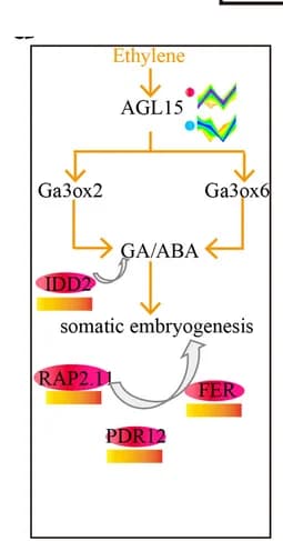 Open access visualization of Workflow, Flowchart, Ethylene, Regulatory network, Differentially Expressed Genes