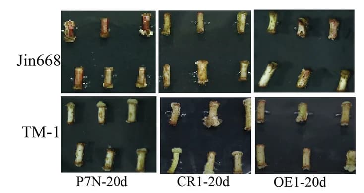 Open access visualization of Photo, Phenotypes, Transgenic Explants, Control, Callus Proliferation Rate