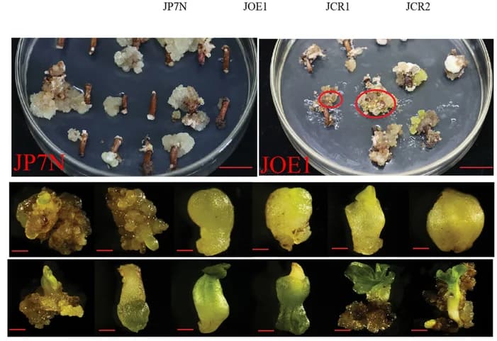 Open access visualization of Photo, Morphology, Somatic Cell Embryos, JOE1