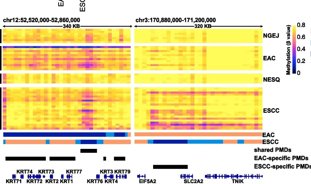 Open access visualization of Heatmap, Genome Windows, Methylation Profiles, EAC, ESCC