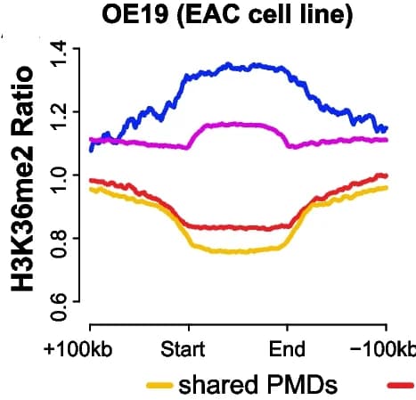 Open access visualization of Line Plot, H3K36me2, ChIP-seq, Esophageal Cancer Cell Lines, PMD