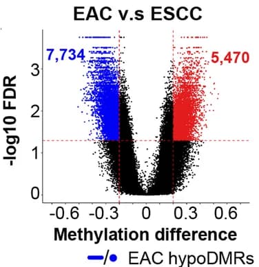 Open access visualization of Volcano Plot, Scatter Plot, EAC, ESCC, Tumor Cells