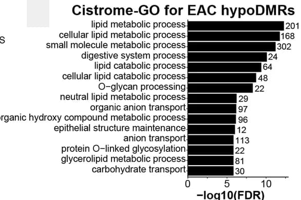 Open access visualization of Bar Plot, Cistrome-GO Enrichment Analyses, EAC, ESCC, hypoDMRs