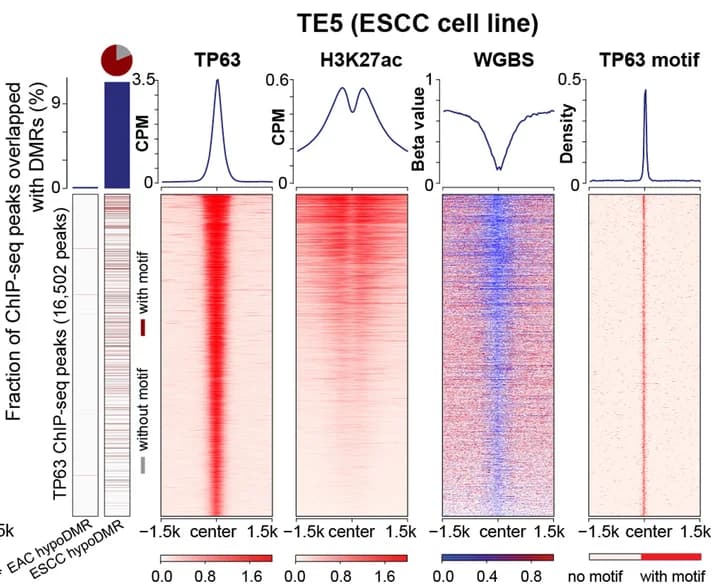 Open access visualization of Heatmap, Bar Plot, Line Plot, Pie Chart, Transcription Factors
