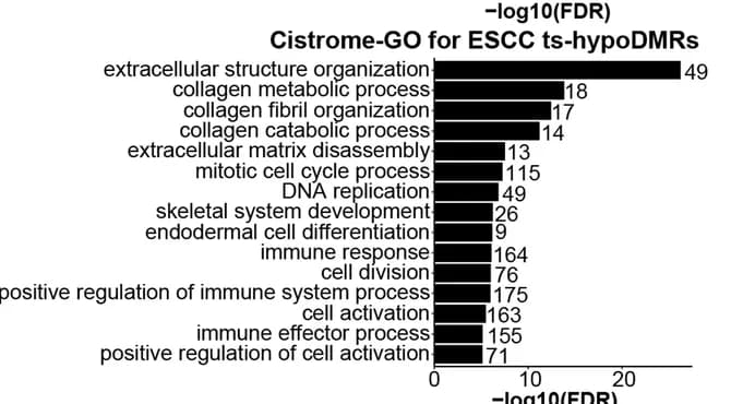 Open access visualization of Bar Plot, Cistrome-GO Enrichment Analyses, ESCC ts-hypoDMRs, Upregulated Genes, Esophageal Cancer