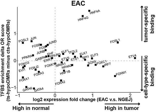 Open access visualization of Scatter Plot, Volcano Plot, Scatter Plots, Transcription Factor Binding Sites, EAC ts-hypoDMRs