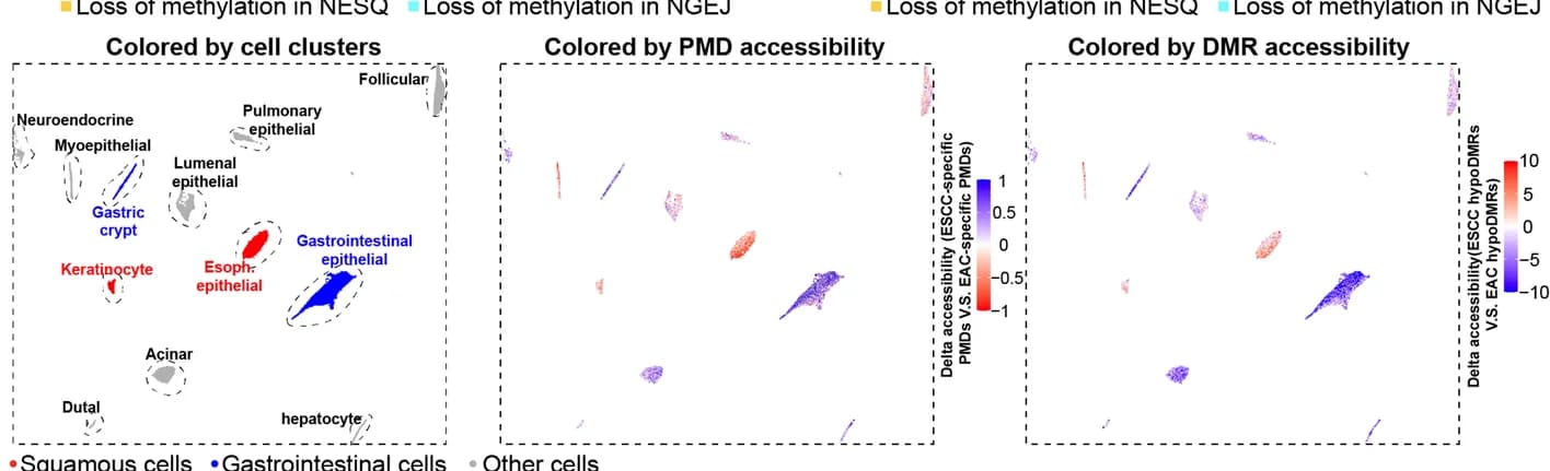 Open access visualization of Scatter Plot, UMAP, UMAP Plots, Cell Clusters, ATAC-seq