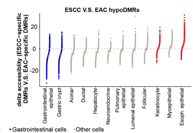 Open access visualization of Scatter Plot, Error Bars, Dot Plots, ATAC-seq, ESCC