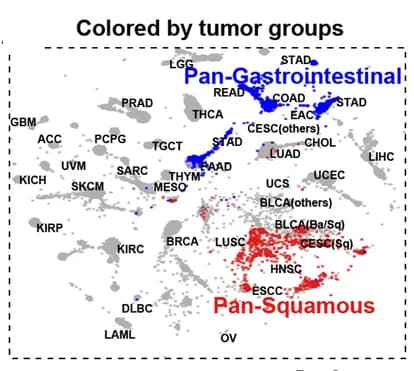 Open access visualization of Scatter Plot, UMAP, TCGA, Tumor map, Cancer type clusters