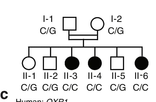Open access visualization of Illustration, Family Pedigree, Genotype, OXR1 Gene, Mutation