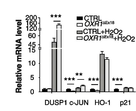Open access visualization of Bar Plot, Error Bars, Clustered, Quantitative Real-Time PCR, Oxidative Stress