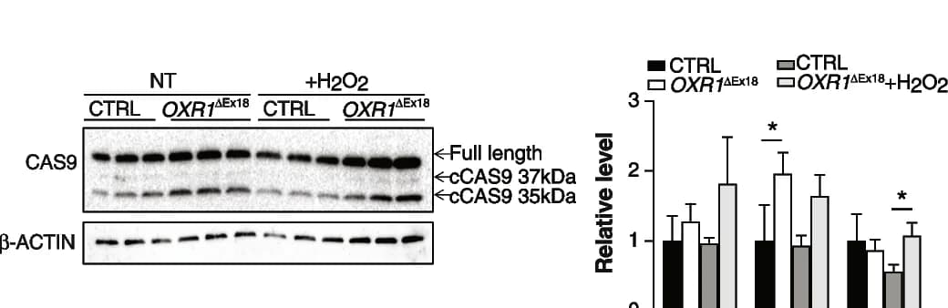 Open access visualization of Bar Plot, Error Bars, Gel, Western Blot, Caspase-9
