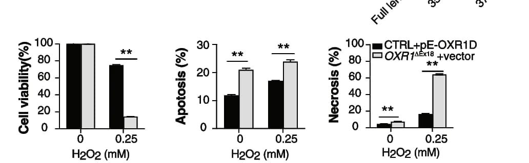 Open access visualization of Bar Plot, Error Bars, Clustered, Cell Viability, Apoptosis