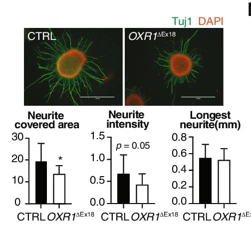 Open access visualization of Bar Plot, Error Bars, Immunocytochemistry, Neurospheres, OXR1 ΔEx18