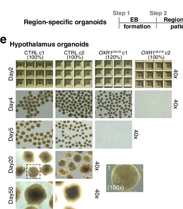 Open access visualization of Microscopy, Brain Organoids, Schematic Illustration