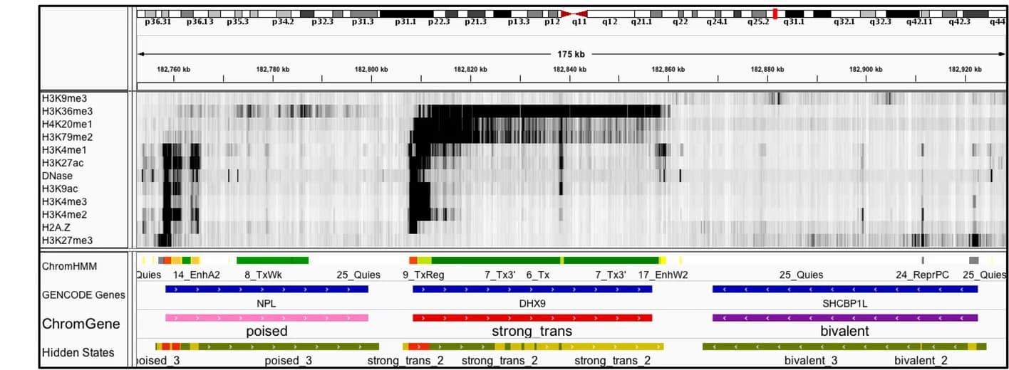 Open access visualization of Heatmap, IGV Browser Track, Input Marks, ChromHMM Annotations, GENCODE Gene Track