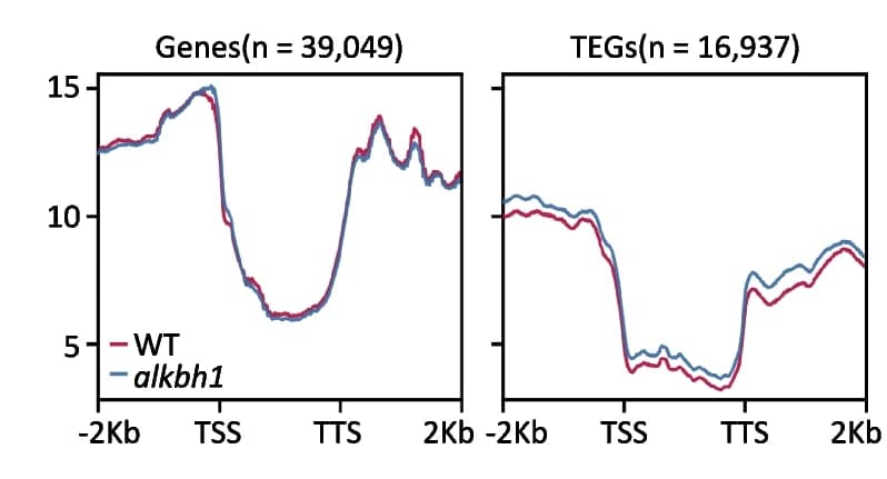 Open access visualization of Line Plot, 6mA Levels, Genes, Wild Type, alkbh1
