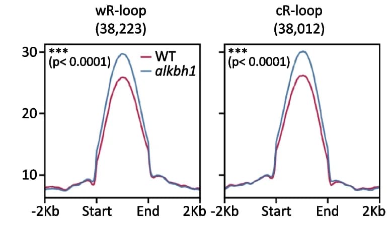 Open access visualization of Line Plot, 6mA Levels, R-Loops, alkbh1, Wild Type